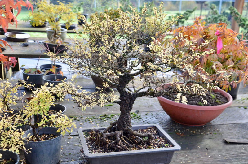 Ulmus parvifolia 'Hokkaido' Dwarf Small Leaf Chinese Elm - Mr Maple │ Buy Japanese Maple Trees