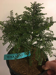 Ulmus parvifolia 'Hokkaido' Dwarf Small Leaf Chinese Elm - Mr Maple │ Buy Japanese Maple Trees