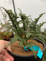 Ulmus parvifolia 'Hokkaido' Dwarf Small Leaf Chinese Elm - Mr Maple │ Buy Japanese Maple Trees