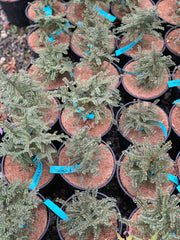 Ulmus parvifolia 'Hokkaido' Dwarf Small Leaf Chinese Elm - Mr Maple │ Buy Japanese Maple Trees