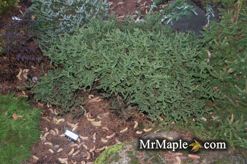 Ulmus parvifolia 'Hokkaido' Dwarf Small Leaf Chinese Elm - Mr Maple │ Buy Japanese Maple Trees