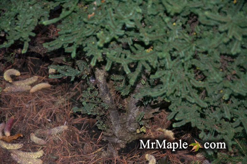 Ulmus parvifolia 'Hokkaido' Dwarf Small Leaf Chinese Elm - Mr Maple │ Buy Japanese Maple Trees