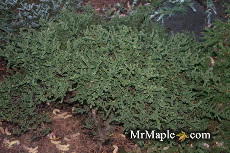 Ulmus parvifolia 'Hokkaido' Dwarf Small Leaf Chinese Elm - Mr Maple │ Buy Japanese Maple Trees