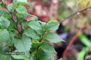 Ulmus parvifolia 'Jaqueline Hillier' Dwarf Small Leaf Chinese Elm - Mr Maple │ Buy Japanese Maple Trees