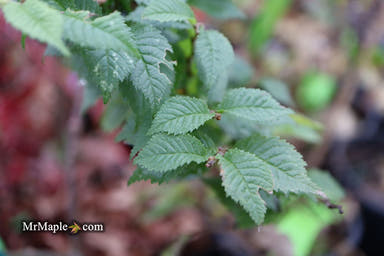 Ulmus parvifolia 'Jaqueline Hillier' Dwarf Small Leaf Chinese Elm - Mr Maple │ Buy Japanese Maple Trees