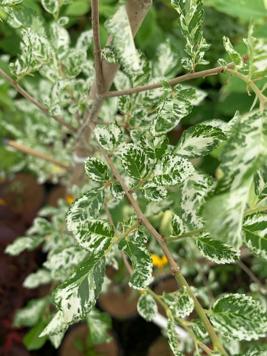 Ulmus parvifolia 'Mottled Molly' Variegated Chinese Lacebark Elm - Mr Maple │ Buy Japanese Maple Trees