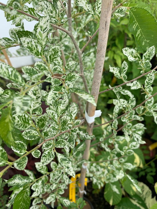 Ulmus parvifolia 'Mottled Molly' Variegated Chinese Lacebark Elm - Mr Maple │ Buy Japanese Maple Trees