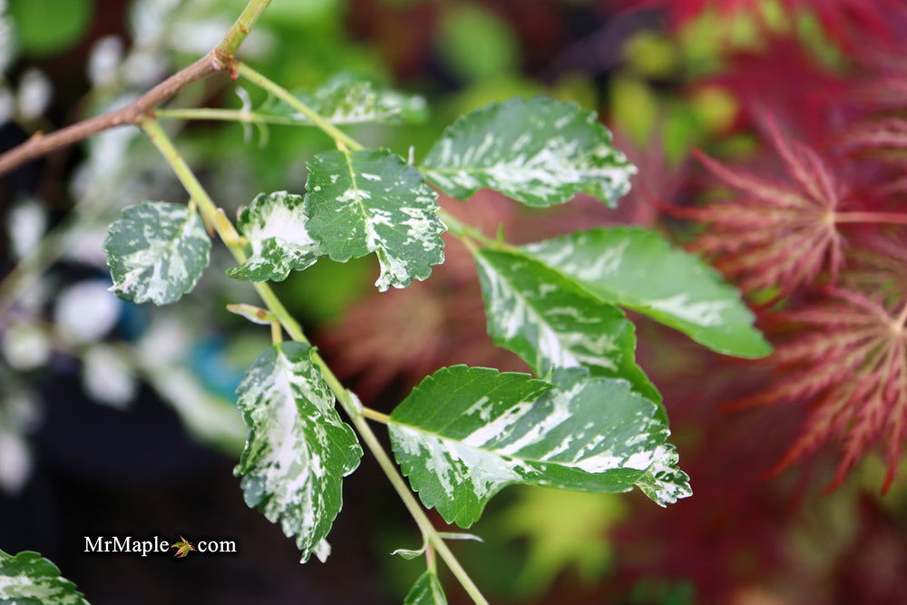 Ulmus parvifolia 'Mottled Molly' Variegated Chinese Lacebark Elm - Mr Maple │ Buy Japanese Maple Trees