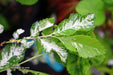 Ulmus parvifolia 'Mottled Molly' Variegated Chinese Lacebark Elm - Mr Maple │ Buy Japanese Maple Trees