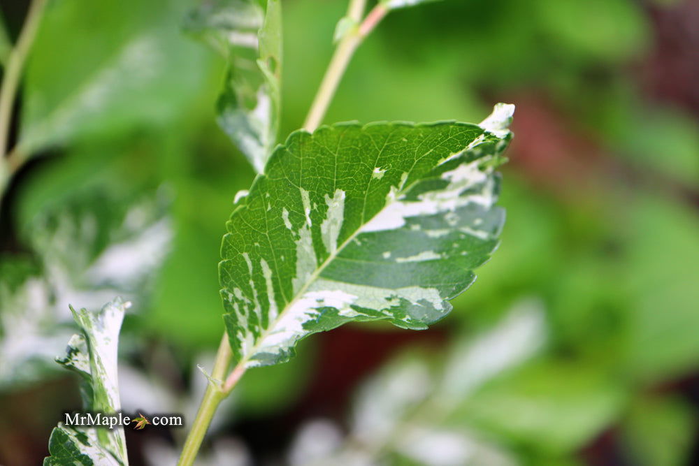 Ulmus parvifolia 'Mottled Molly' Variegated Chinese Lacebark Elm - Mr Maple │ Buy Japanese Maple Trees