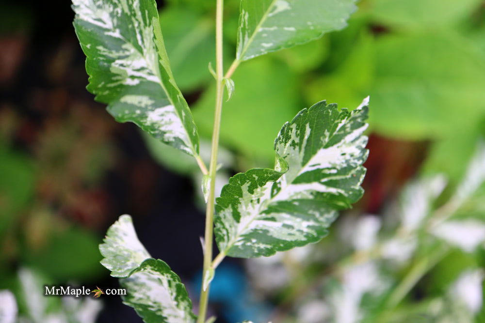 Ulmus parvifolia 'Mottled Molly' Variegated Chinese Lacebark Elm - Mr Maple │ Buy Japanese Maple Trees