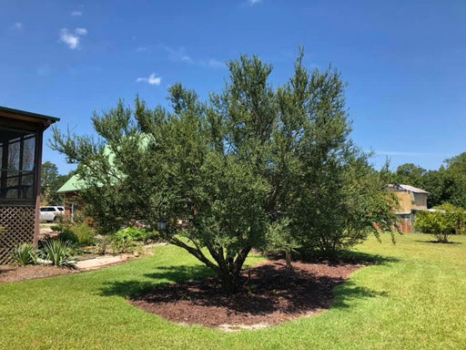 Ulmus parvifolia 'Seiju' Small Leaf Chinese Elm - Mr Maple │ Buy Japanese Maple Trees