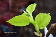 Ulmus procera 'Aurea' Golden English Elm - Mr Maple │ Buy Japanese Maple Trees