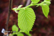 Ulmus procera 'Aurea' Golden English Elm - Mr Maple │ Buy Japanese Maple Trees