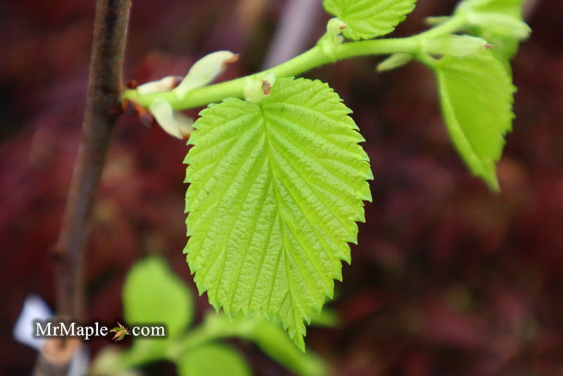 Ulmus procera 'Aurea' Golden English Elm - Mr Maple │ Buy Japanese Maple Trees
