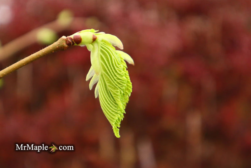 Ulmus procera 'Aurea' Golden English Elm - Mr Maple │ Buy Japanese Maple Trees