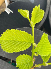 Ulmus procera 'Aurea' Golden English Elm - Mr Maple │ Buy Japanese Maple Trees