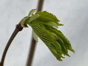 Ulmus procera 'Aurea' Golden English Elm - Mr Maple │ Buy Japanese Maple Trees