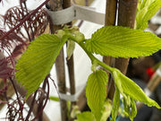 Ulmus procera 'Aurea' Golden English Elm - Mr Maple │ Buy Japanese Maple Trees