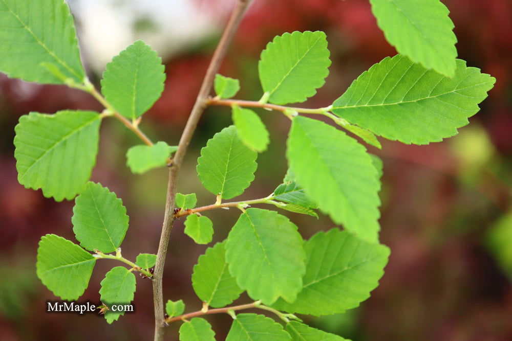 Ulmus pumila 'Pendula' Weeping Siberian Umbrella Elm - Mr Maple │ Buy Japanese Maple Trees