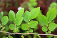 Ulmus pumila 'Pendula' Weeping Siberian Umbrella Elm - Mr Maple │ Buy Japanese Maple Trees