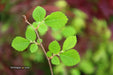 Ulmus pumila 'Pendula' Weeping Siberian Umbrella Elm - Mr Maple │ Buy Japanese Maple Trees