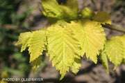Ulmus x hollandica 'Wredei' Golden Elm - Mr Maple │ Buy Japanese Maple Trees