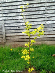 Ulmus x hollandica 'Wredei' Golden Elm - Mr Maple │ Buy Japanese Maple Trees