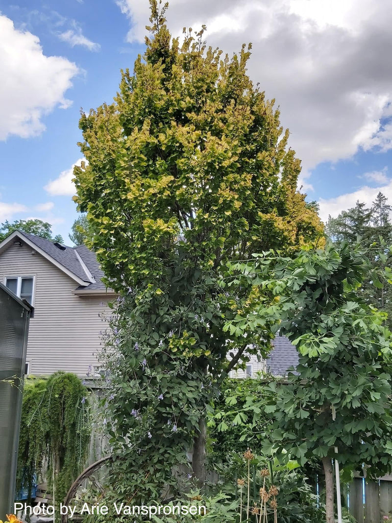 Ulmus x hollandica 'Wredei' Golden Elm - Mr Maple │ Buy Japanese Maple Trees