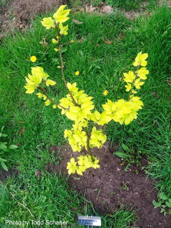 Ulmus x hollandica 'Wredei' Golden Elm - Mr Maple │ Buy Japanese Maple Trees