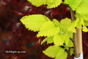 Ulmus x hollandica 'Wredei' Golden Elm - Mr Maple │ Buy Japanese Maple Trees