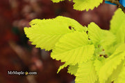 Ulmus x hollandica 'Wredei' Golden Elm - Mr Maple │ Buy Japanese Maple Trees