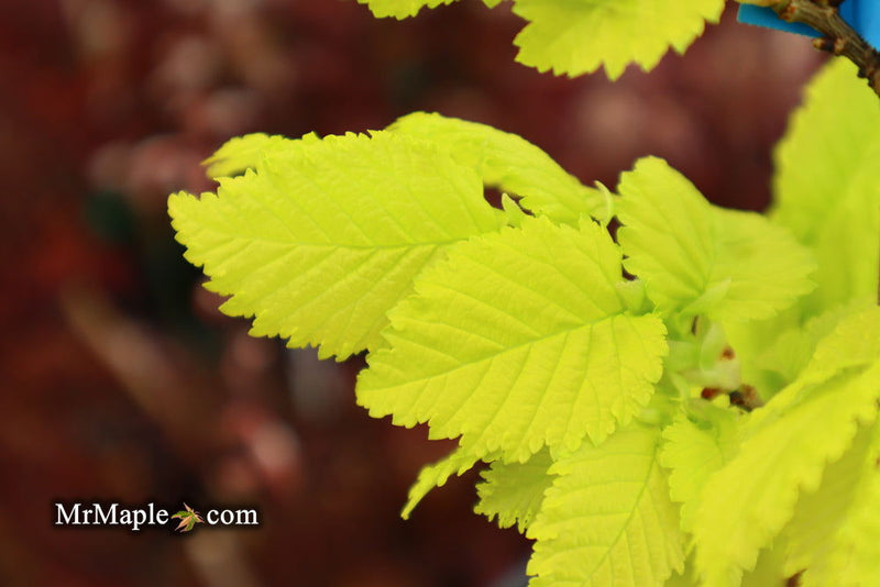 Ulmus x hollandica 'Wredei' Golden Elm - Mr Maple │ Buy Japanese Maple Trees