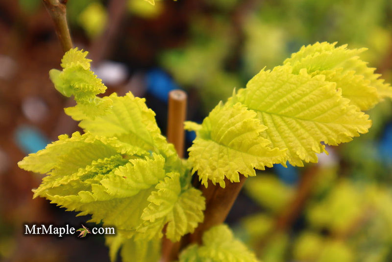 Ulmus x hollandica 'Wredei' Golden Elm - Mr Maple │ Buy Japanese Maple Trees