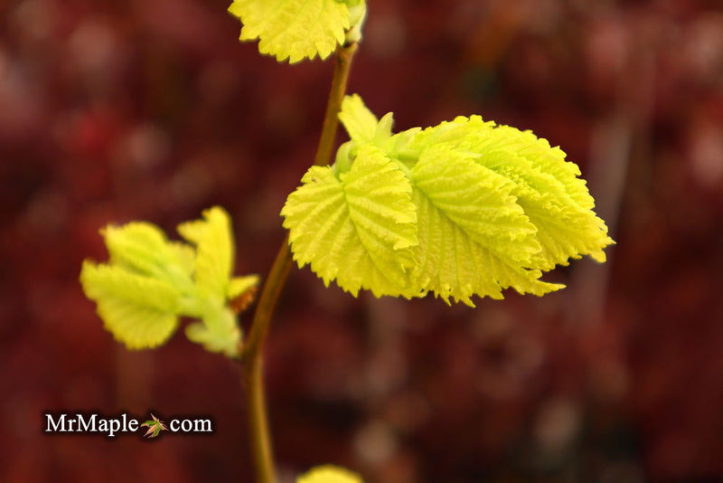 Ulmus x hollandica 'Wredei' Golden Elm - Mr Maple │ Buy Japanese Maple Trees