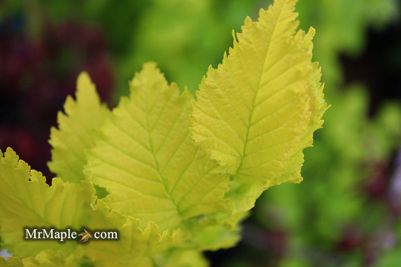 Ulmus x hollandica 'Wredei' Golden Elm - Mr Maple │ Buy Japanese Maple Trees