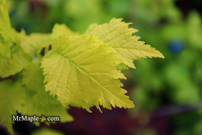 Ulmus x hollandica 'Wredei' Golden Elm - Mr Maple │ Buy Japanese Maple Trees