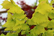 Ulmus x hollandica 'Wredei' Golden Elm - Mr Maple │ Buy Japanese Maple Trees