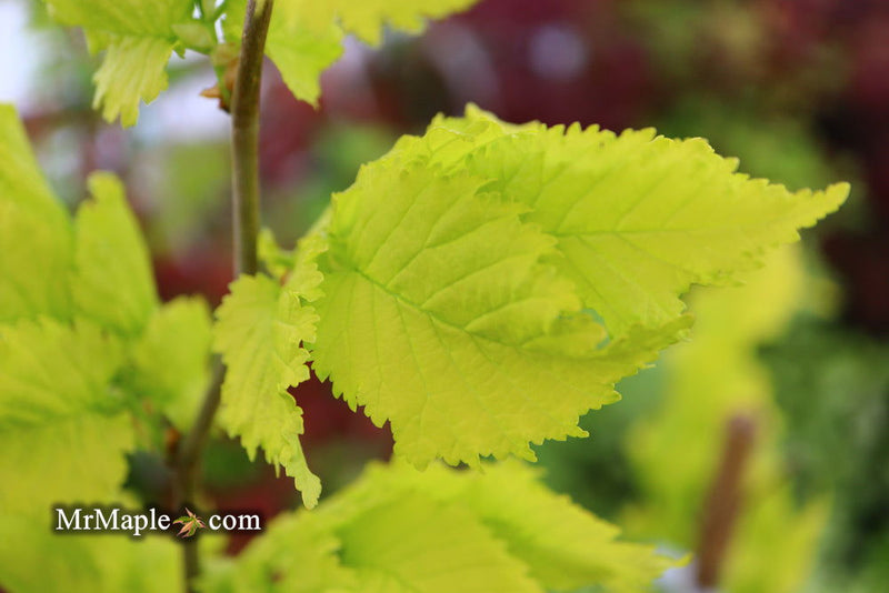 Ulmus x hollandica 'Wredei' Golden Elm - Mr Maple │ Buy Japanese Maple Trees
