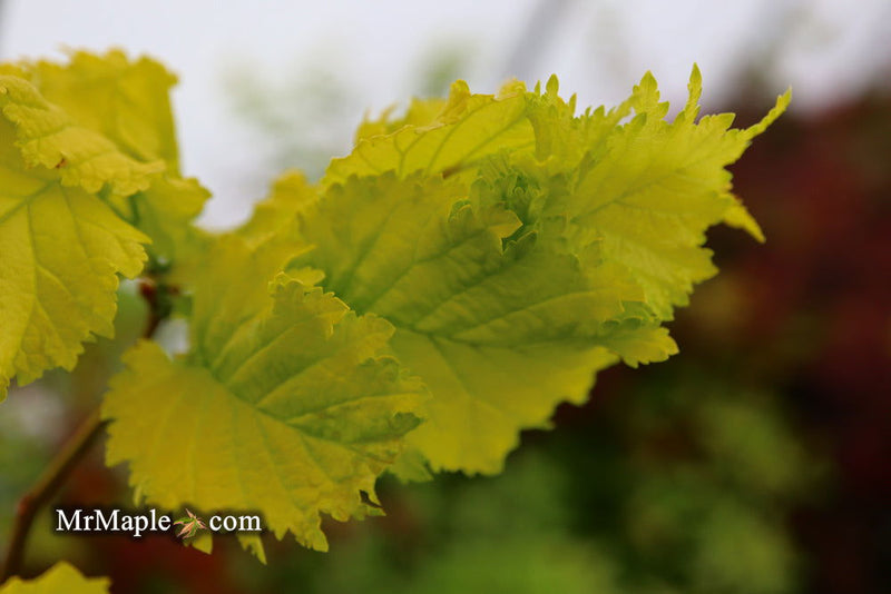 Ulmus x hollandica 'Wredei' Golden Elm - Mr Maple │ Buy Japanese Maple Trees