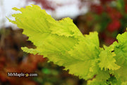 Ulmus x hollandica 'Wredei' Golden Elm - Mr Maple │ Buy Japanese Maple Trees