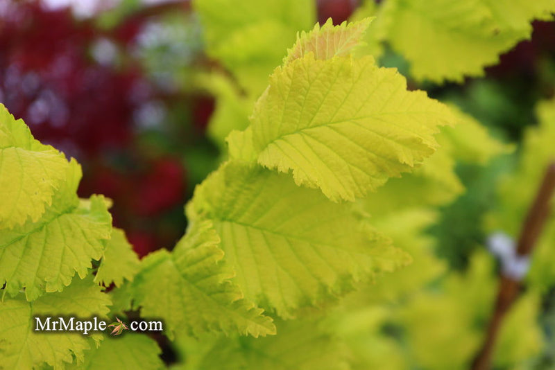Ulmus x hollandica 'Wredei' Golden Elm - Mr Maple │ Buy Japanese Maple Trees