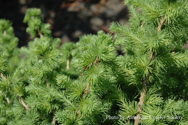 Larix x marschlinsii 'Umhausen' Rare Japanese Larch