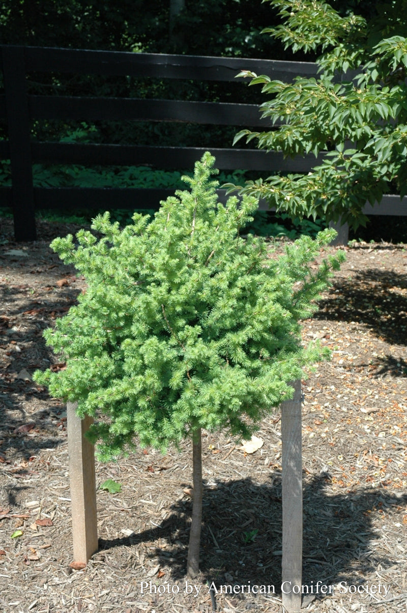 Larix x marschlinsii 'Umhausen' Rare Japanese Larch