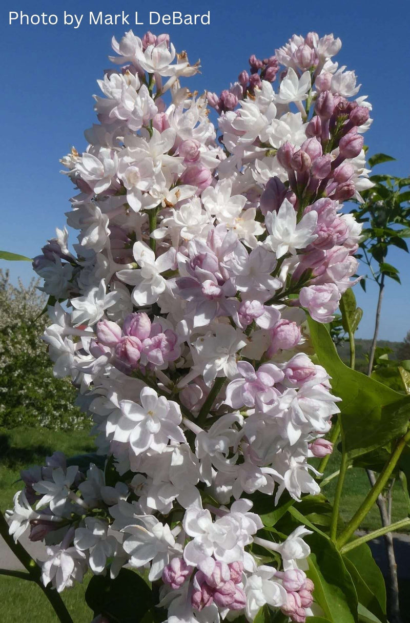 Syringa vulgaris 'Krasavitsa Moskvy' Lilac Tree