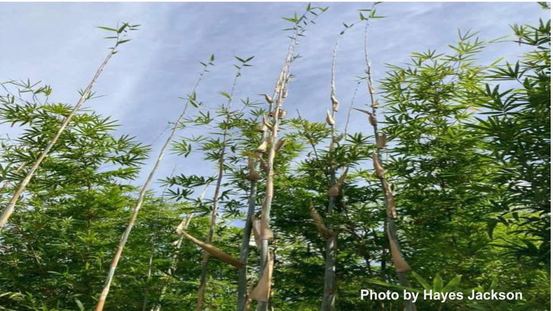 Bambusa multiplex var. riviereorum 'Green Giant' Clumping Bamboo