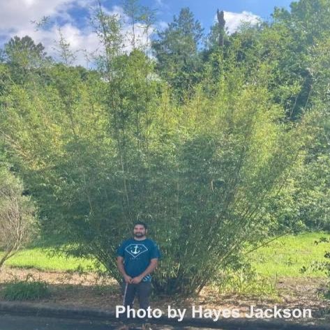 Bambusa multiplex var. riviereorum 'Green Giant' Clumping Bamboo