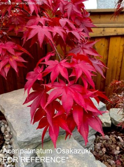 Acer palmatum 'Osakazuki Broom' Japanese Maple