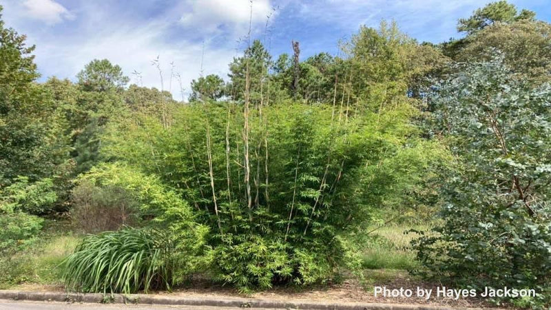 Bambusa multiplex var. riviereorum 'Green Giant' Clumping Bamboo