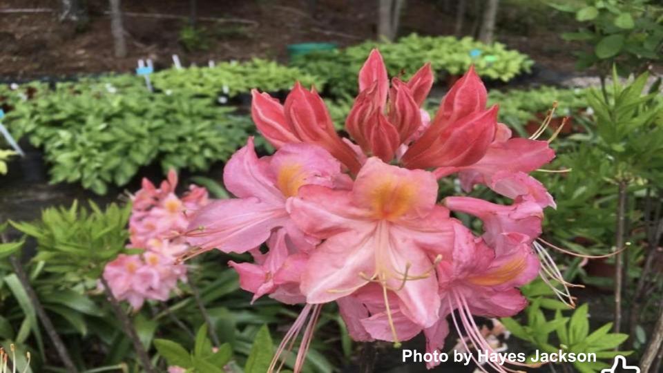Orange Azaleas